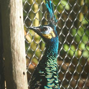 Green peafowl (Pavo muticus), 2022-09-12