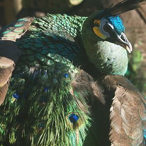 Green peafowl (Pavo muticus), 2022-09-12