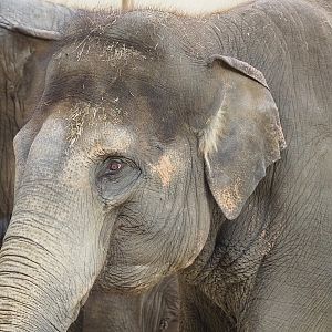 Asian elephant (Elephas maximus), 2022-09-12