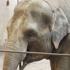Asian elephant (Elephas maximus), 2022-09-12