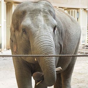 Asian elephant (Elephas maximus), 2022-09-12
