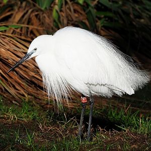 Little egret (Egretta garzetta garzetta), 2022-09-12