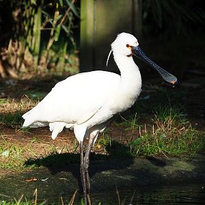Eurasian spoonbill (Platalea leucorodia), 2022-09-12