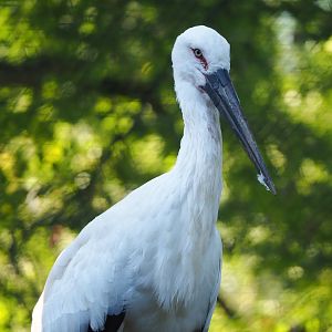 Oriental white stork (Ciconia boyciana), 2022-09-12