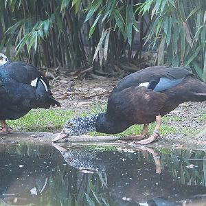 Asian white-winged wood duck (Asarcornis scutulata), 2022-09-12
