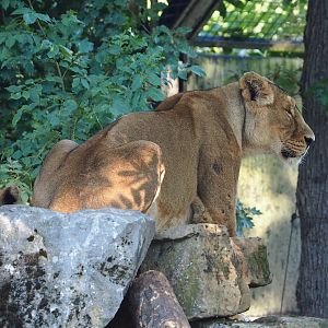 Asiatic lion (Panthera leo persica), 2022-09-12