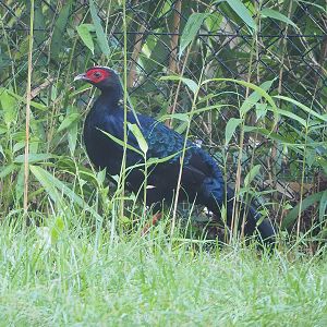 Edwards's pheasant (Lophura edwardsi), 2022-09-12