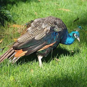 Blue peafowl (Pavo cristatus), 2022-09-12
