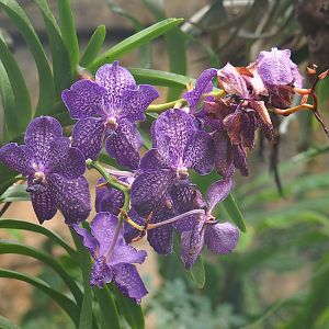 Orchid flowers, 2022-09-12