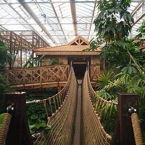 Access roads to Sumatran orangutan and Northern white-cheeked gibbon viewing lodges, 2022-09-12