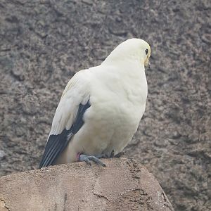 Pied imperial pigeon (Ducula bicolor), 2022-09-12