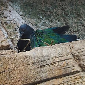 Nicobar pigeon (Caloenas nicobarica), 2022-09-12