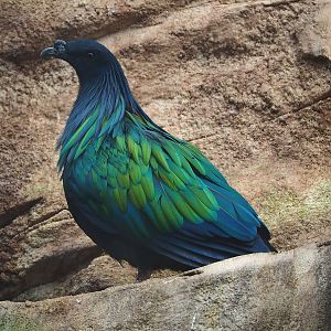 Nicobar pigeon (Caloenas nicobarica), 2022-09-12