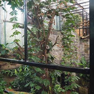 New indoor aviary for Wrinkled hornbill, Sclater's crowned pigeon and Greater hill myna, 2022-09-12