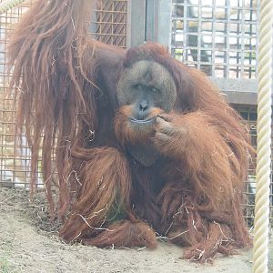 Sumatran orangutan (Pongo abelii) Bagus, 2022-09-12