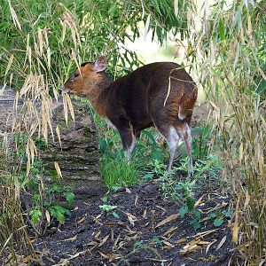 Reeves's muntjac (Muntiacus reevesi), 2022-09-12