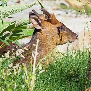 Reeves's muntjac (Muntiacus reevesi), 2022-09-12