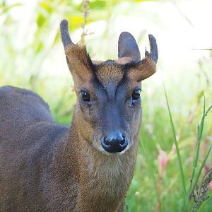 Reeves's muntjac (Muntiacus reevesi), 2022-09-12