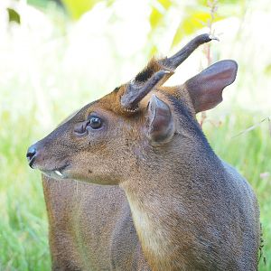 Reeves's muntjac (Muntiacus reevesi), 2022-09-12