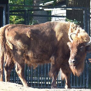 Wisent (Bison bonasus), 2022-09-12
