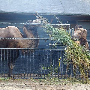 Bactrian camels (Camelus bactrianus), 2022-09-12