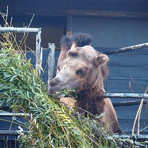 Bactrian camels (Camelus bactrianus), 2022-09-12