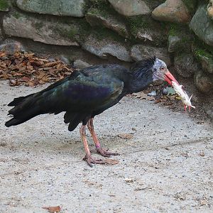 Waldrapp (Geronticus eremita), 2022-09-12