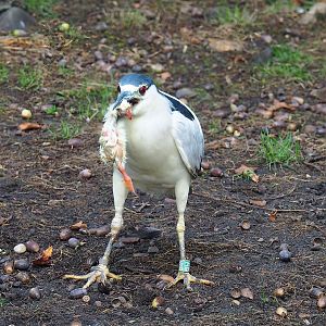 Black-fronted night heron (Nycticorax nycticorax nycticorax), 2022-09-12