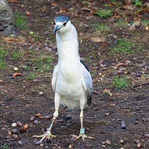 Black-fronted night heron (Nycticorax nycticorax nycticorax), 2022-09-12