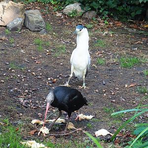 Young Waldrapp (Geronticus eremita) and Black-fronted night heron (Nycticorax nycticorax nycticorax), 2022-09-12