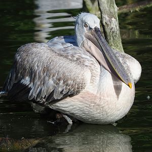Dalmatian pelican (Pelecanus crispus), 2022-09-12