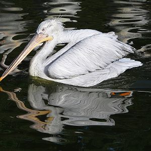 Dalmatian pelican (Pelecanus crispus), 2022-09-12
