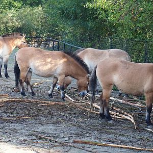 Przewalski's horses (Equus ferus przewalskii), 2022-09-12