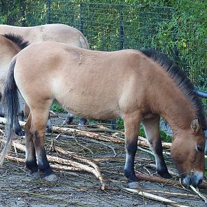Przewalski's horse (Equus ferus przewalskii), 2022-09-12