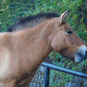 Przewalski's horse (Equus ferus przewalskii), 2022-09-12