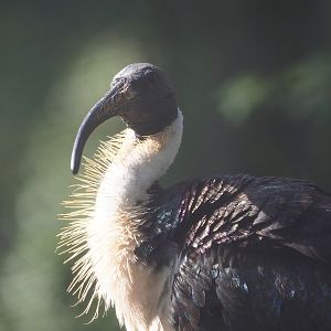 Straw-necked ibis (Threskiornis spinicollis), 2022-09-12