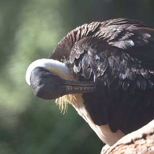 Straw-necked ibis (Threskiornis spinicollis), 2022-09-12