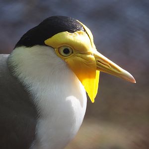 Masked lapwing (Vanellus miles), 2022-09-12