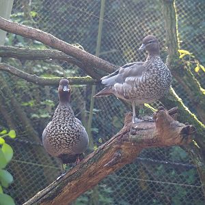 Australian maned wood ducks (Chenonetta jubata), 2022-09-12