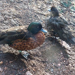 Chestnut teals (Anas castanea), 2022-09-12