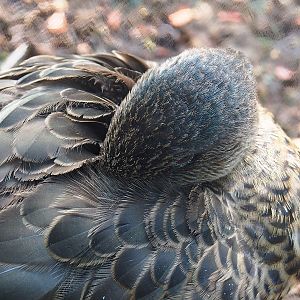 Female Chestnut teal (Anas castanea), 2022-09-12