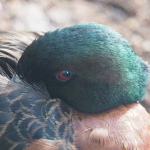 Chestnut teal (Anas castanea) drake, 2022-09-12