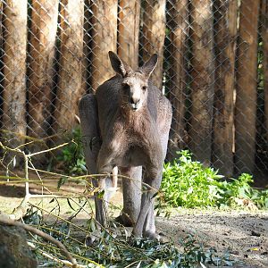 Eastern grey kangaroo (Macropus giganteus), 2022-09-12