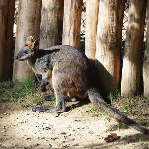 Swamp wallaby (Wallabia bicolor), 2022-09-12