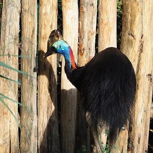 Double-wattled cassowary (Casuarius casuarius), 2022-09-12