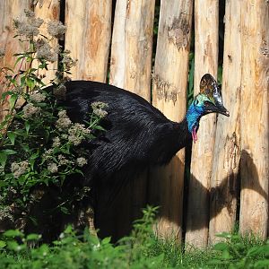 Double-wattled cassowary (Casuarius casuarius), 2022-09-12