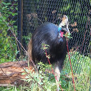 Double-wattled cassowary (Casuarius casuarius), 2022-09-12