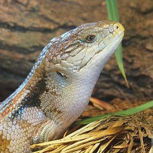Eastern blue-tongued skink (Tiliqua scincoides scincoides), 2022-09-12