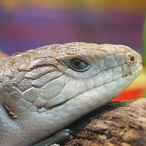 Eastern blue-tongued skink (Tiliqua scincoides scincoides), 2022-09-12