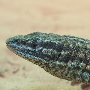 Spiny-tailed monitor (Varanus acanthurus), 2022-09-12